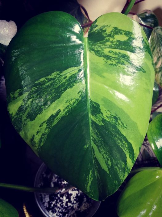 Monstera Green on Green Variegata mint Filodendron Big Form NA PREZENT
