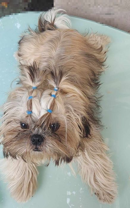 Pies nie jest na sprzedaż   Shih-Tzu-pies reproduktor z rodow
