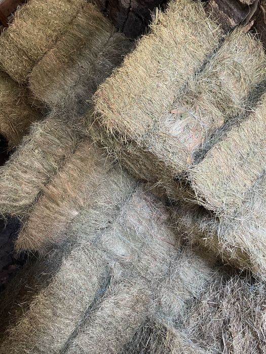 Vendo feno deste ano muto boa qualidade