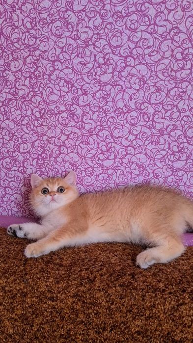 Куколка золотая шиншилла ny11