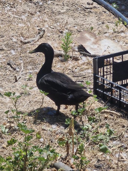 Patos mudos e Cayuga  bebés