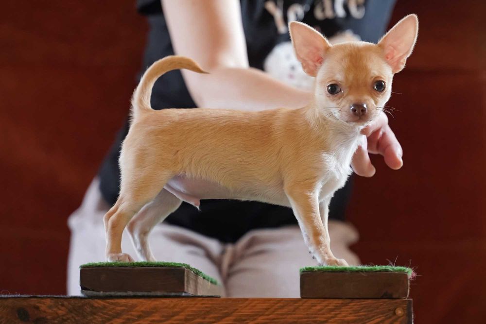 PIESEK, rodowód FCI, okolice W-wy