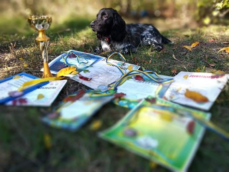 Вязка русский спаниель. Кобель для вязки. Русский охотничий спаниель.