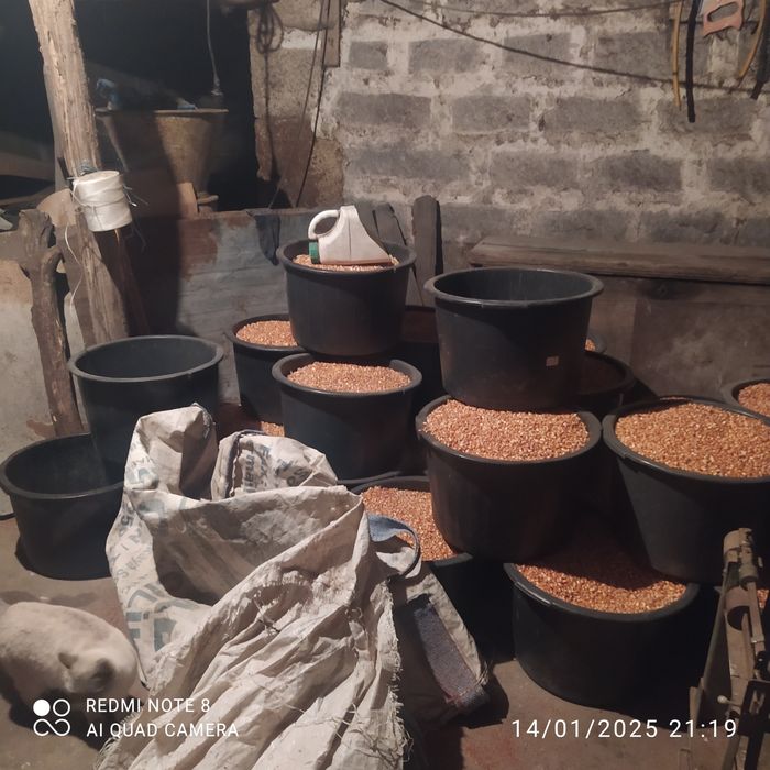 Lenha seca de carvalho e eucalipto.Milho miúdo