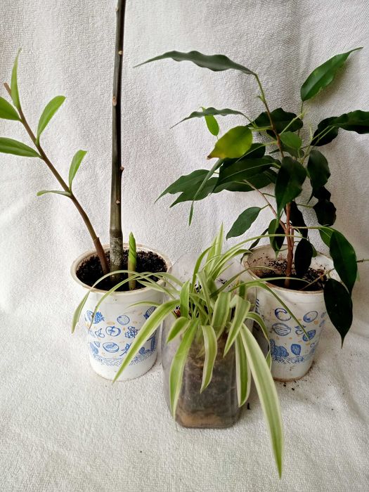 Кімнатний Заміокулькас, фікус Бенджаміна