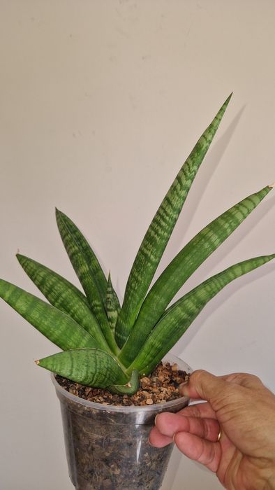 сансевієрія wendy , marsha anjany