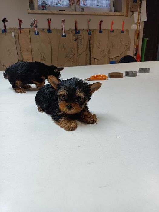 York Terrier suczka mini gotowe do odbioru z  rodowodem !!!