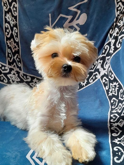 Golddust Yorkshire Terrier suczka