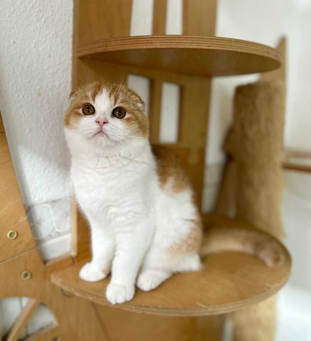 Menino scottish fold