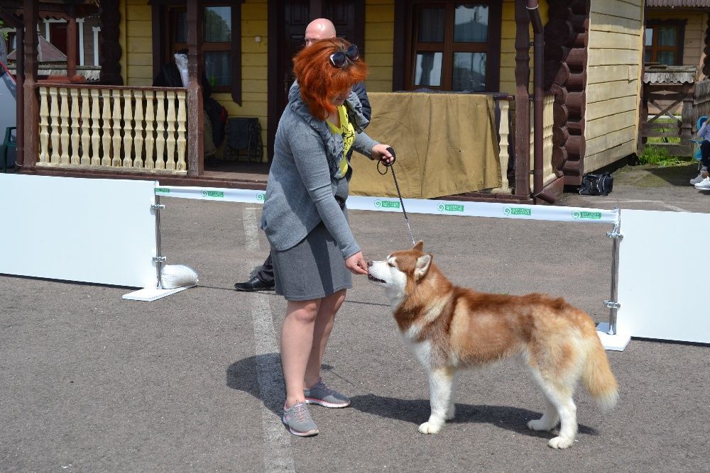 Шоколадний голубоокий хаскі КСУ