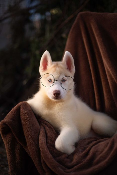 Цуценя хаскі / щенок хаски