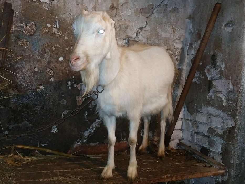 Продається молода коза