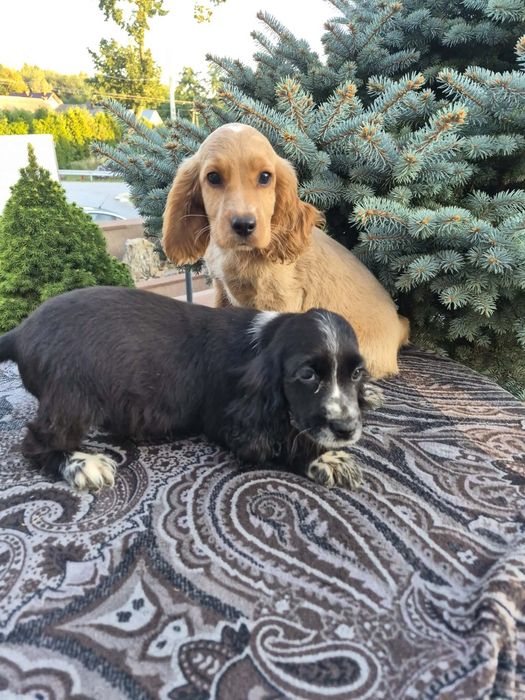 Suczka Cocker spaniel sprzedam
