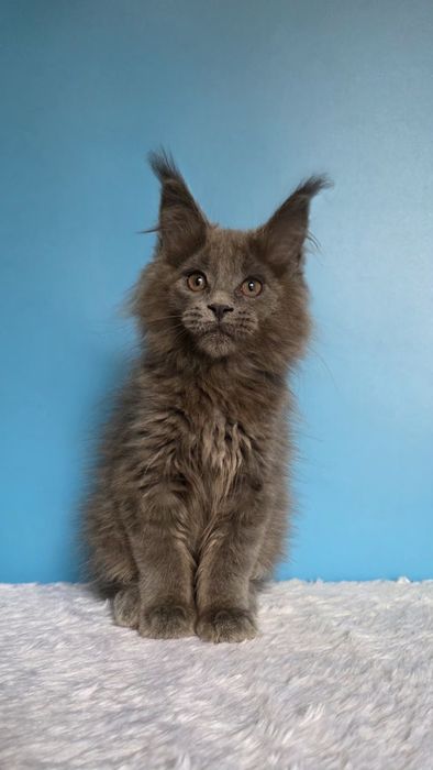 Мейн кун девочка, голубой солид