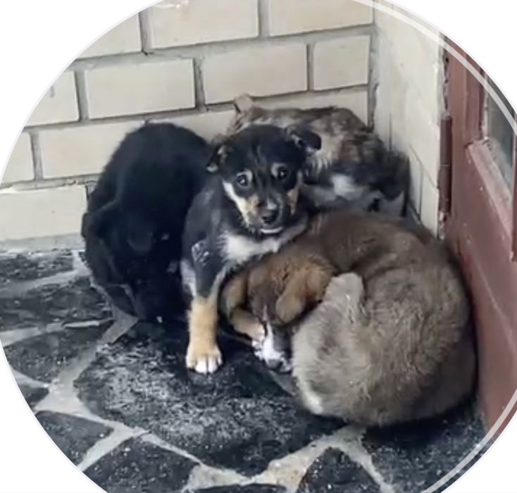 Бездомні цуценята шукають дім