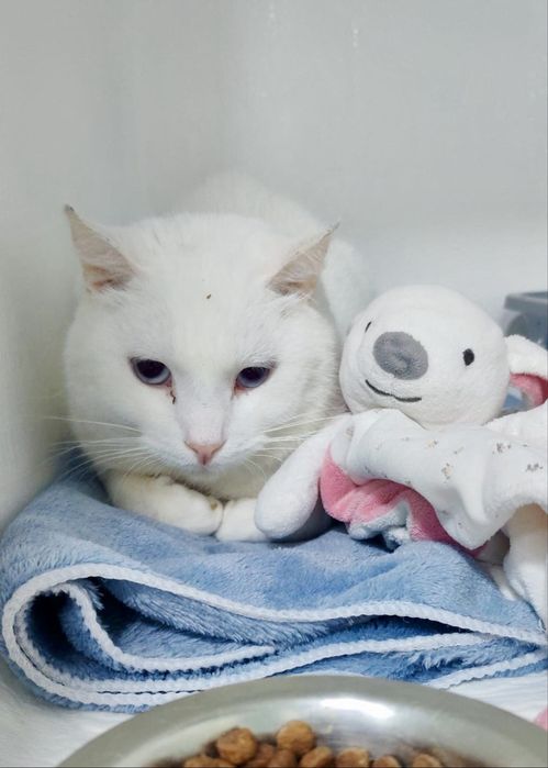 Gato para adoção responsável