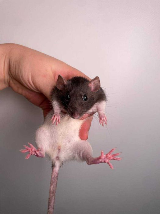 супер класні контактні ласкаві щурики пацючки для дому