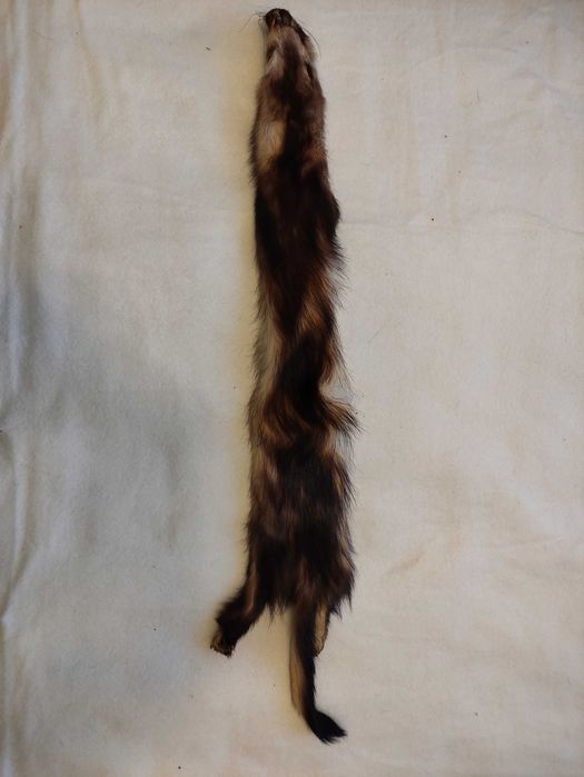 Skórki z tchórzofretek