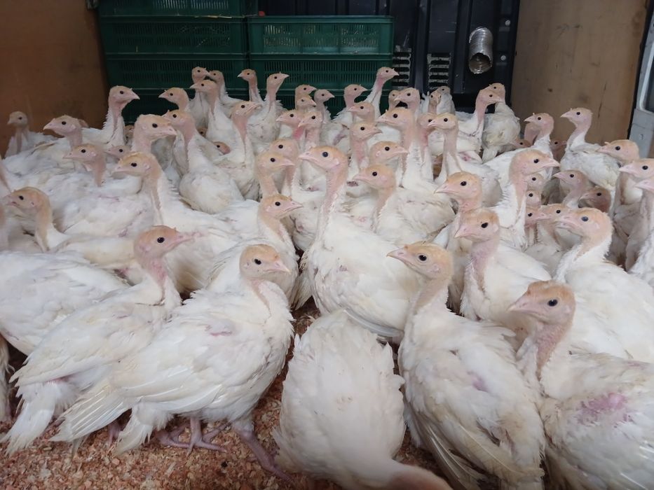 Індичата підрост місяць индюшата Біг-6 Рівне, Сарни