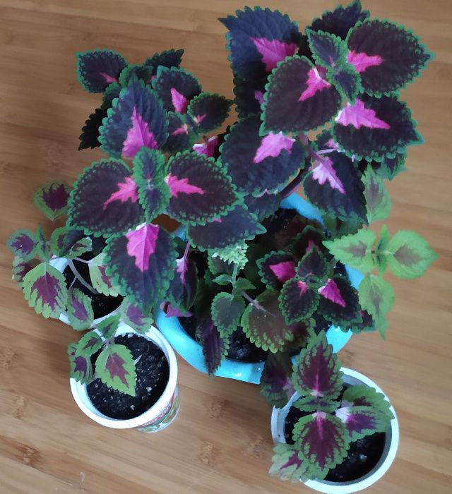 Цветок, цветы, клумба, Колеус, Колеус Блюма, отростки.