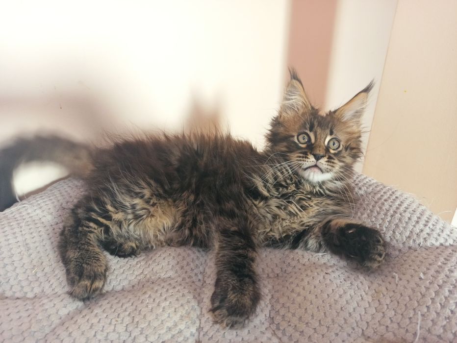 Maine Coon-kocurek tygrysio pręgowany