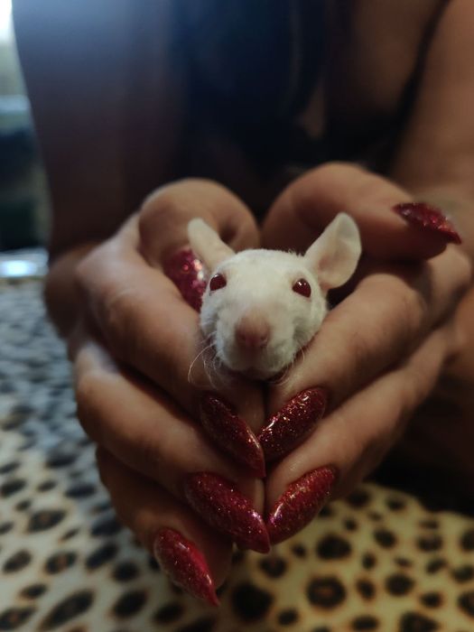 Крыса-сфинкс продажа