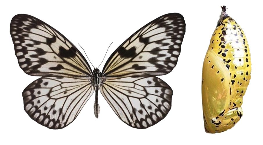 10 żywych Poczwarek Idea Leuconoe. WYSYŁKA!!!