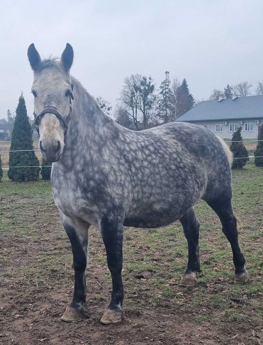 Klacz śląska siwa doplatowa zrebna