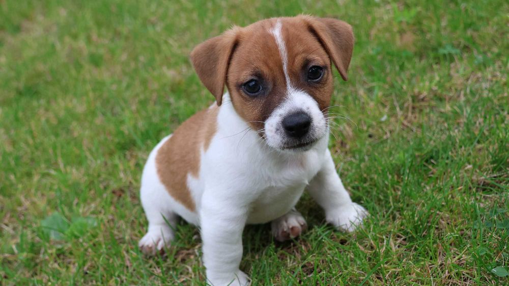 Uroczy Piesek - Jack Russell Terrier z hodowli "BREFIO"/ bada. genet./odbiór