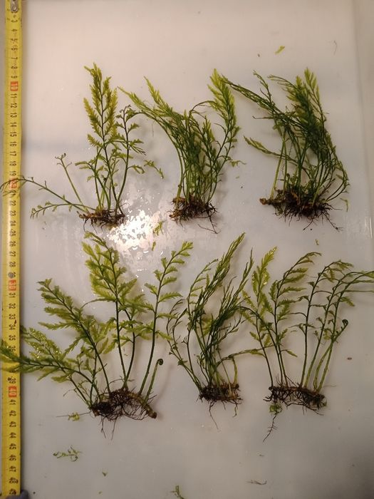 Bolbitis Heudelofii paproć wodna roślina akwariowa od 10zł