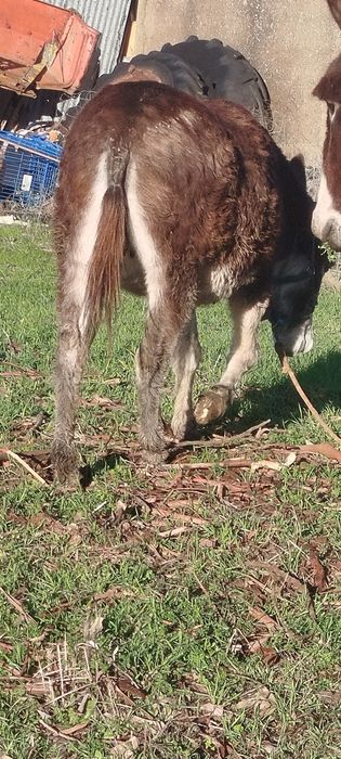 Vendo 2 burras mansas