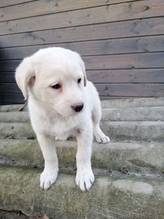 Дівчатка, метиси лабрадора.