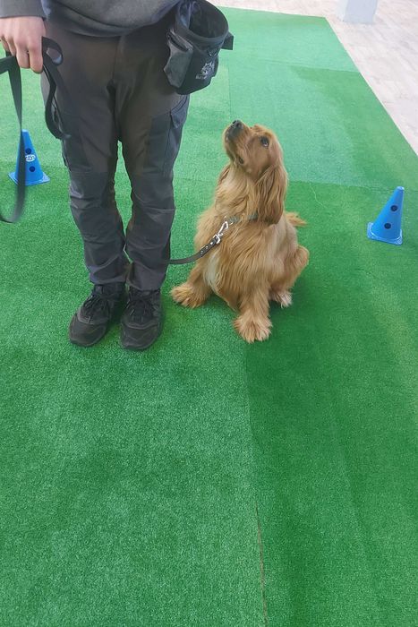 TRUDNY Cocker spaniel do adopcji