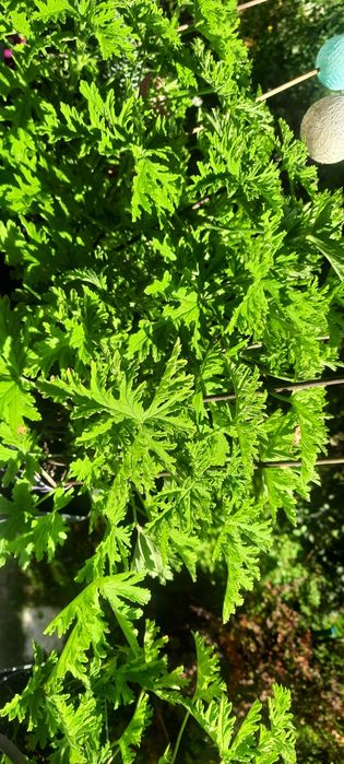 Geranium/anginka/cytrynka
