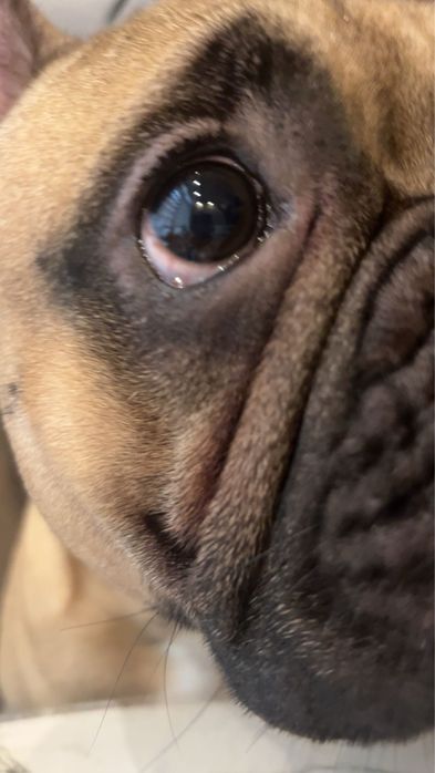 Bulldog francuski