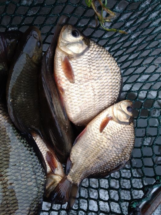 Karp sazan szczupak leszcz lin