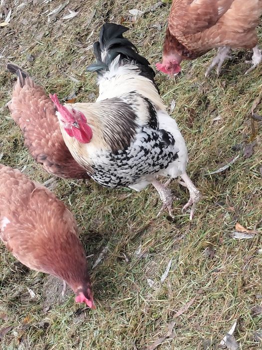 Sprzedam rocznego koguta