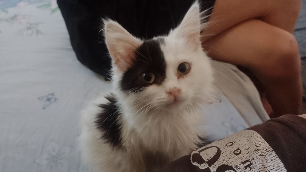 Вітдам кошенят в люблячі руки