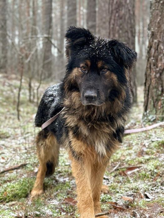 Pies do adopcji w typie owczarek niemiecki