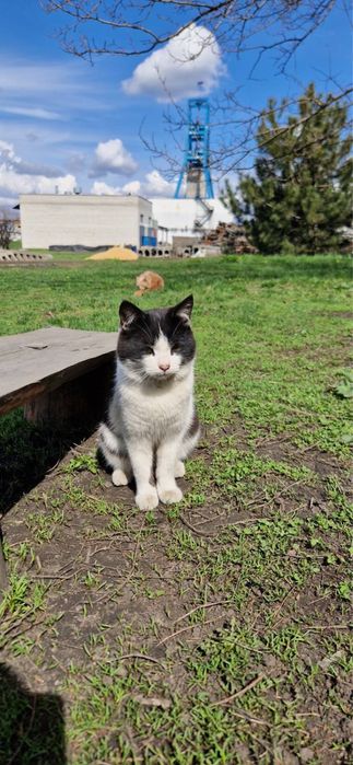Котик Малишик віддаю в добрі руки