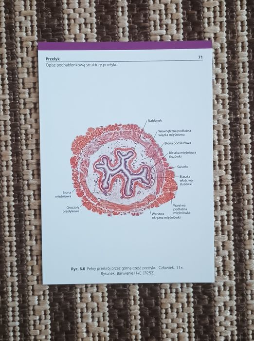 Fiszki Sobotta histologia