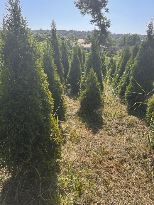 Туї смарагд високі