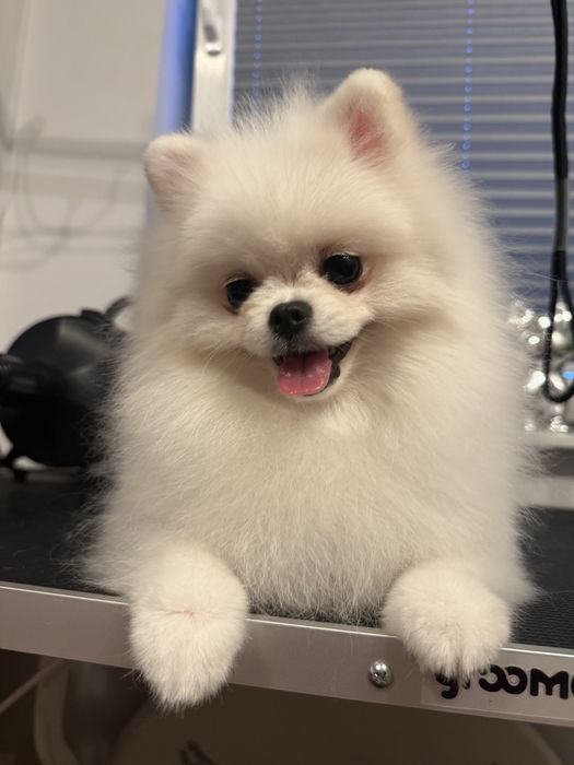 Szpic miniaturowy Pomeranian