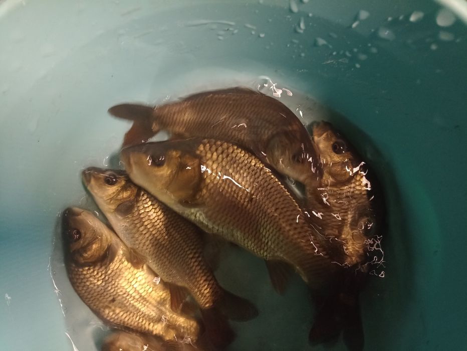 Karp sazan amur tołpyga Węgorz lin