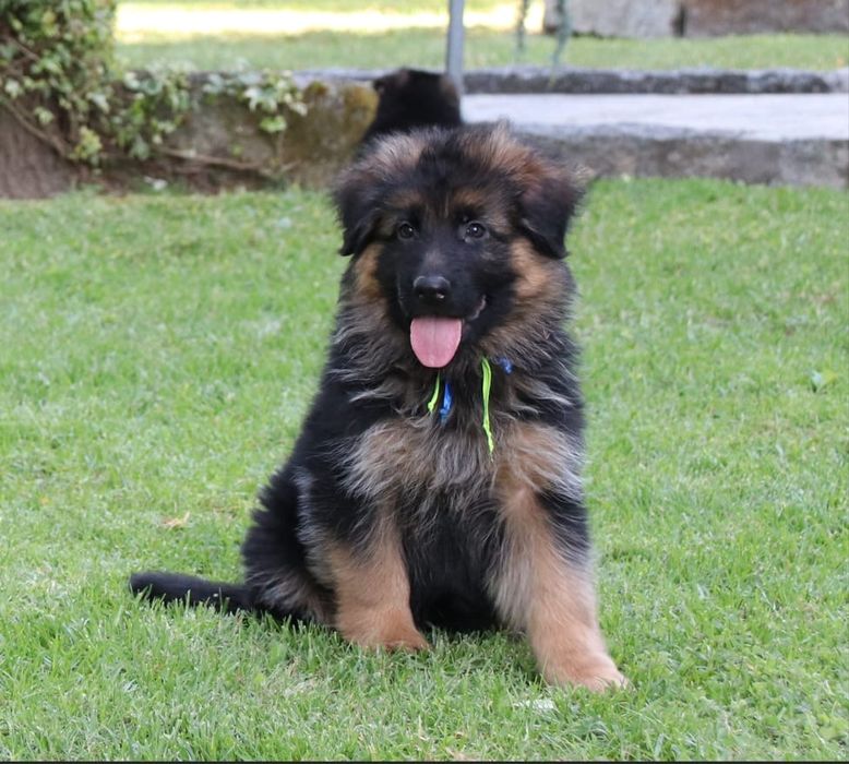 Pastor alemão qualidade