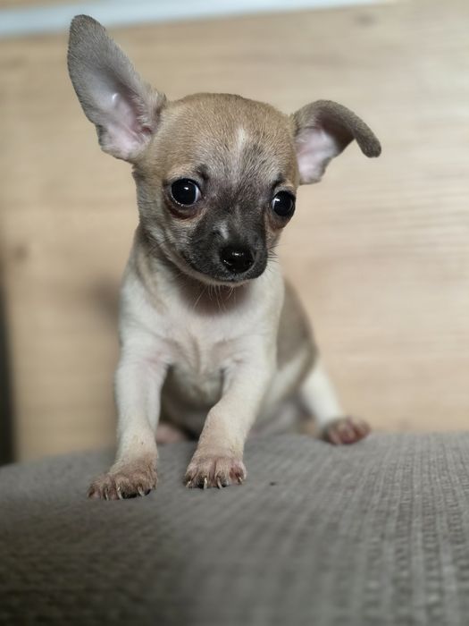 CHIHUAHUA piesek szczenię z metryką chip do odbioru