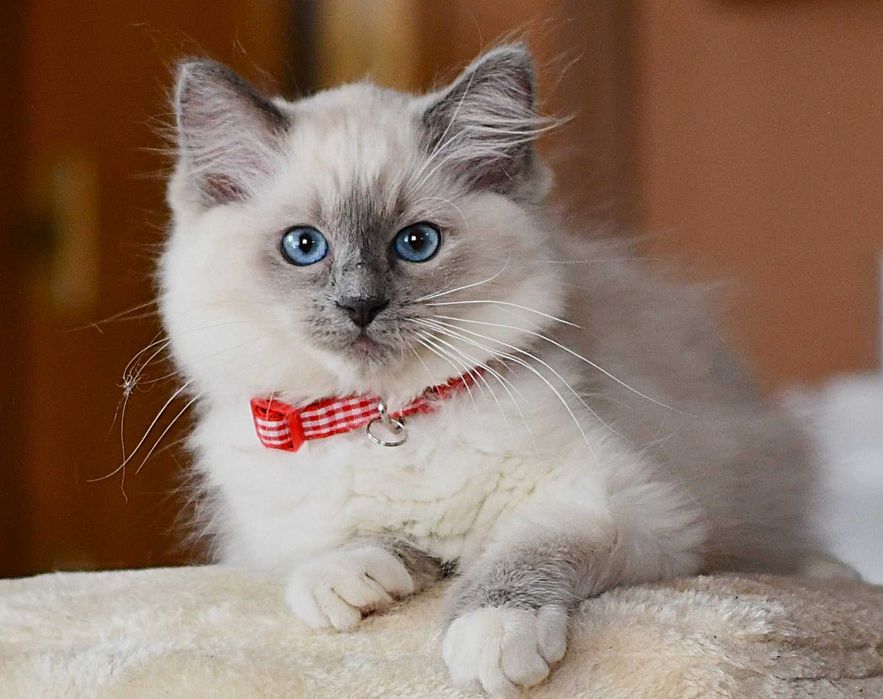 Ragdoll Kotka blue badania genetyczne N/N