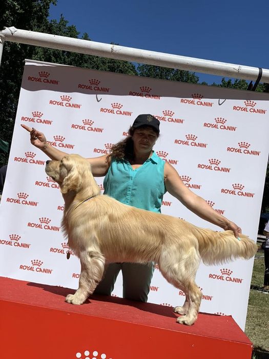 Пропонуємо кобеля на вязку