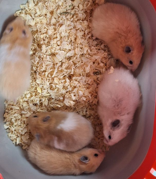 Chomik chomiki syryjskie samiczki.