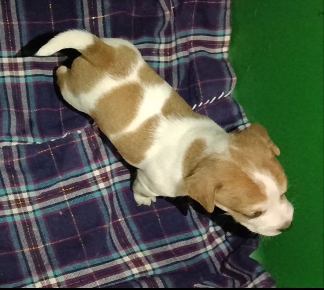 Породистые щенки Джек Рассел терьера.